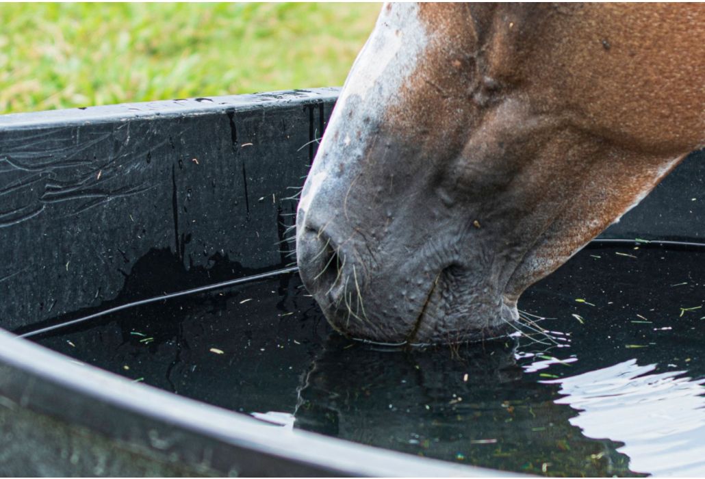 Hoe bescherm ik mijn paard tegen de hitte?