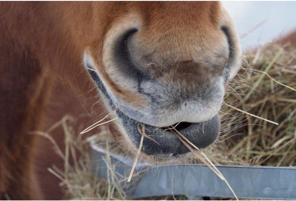 Wat is luzerne en wanneer geef ik het mijn paard?