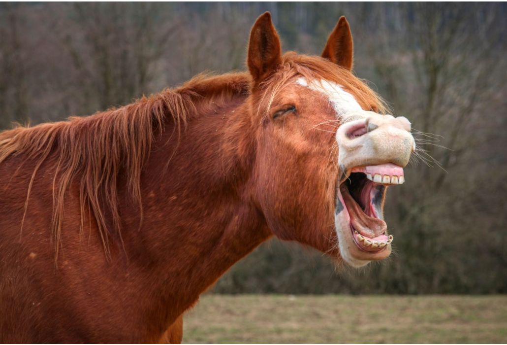 Hoe herken je een maagzweer bij je paard en wat doe je eraan?