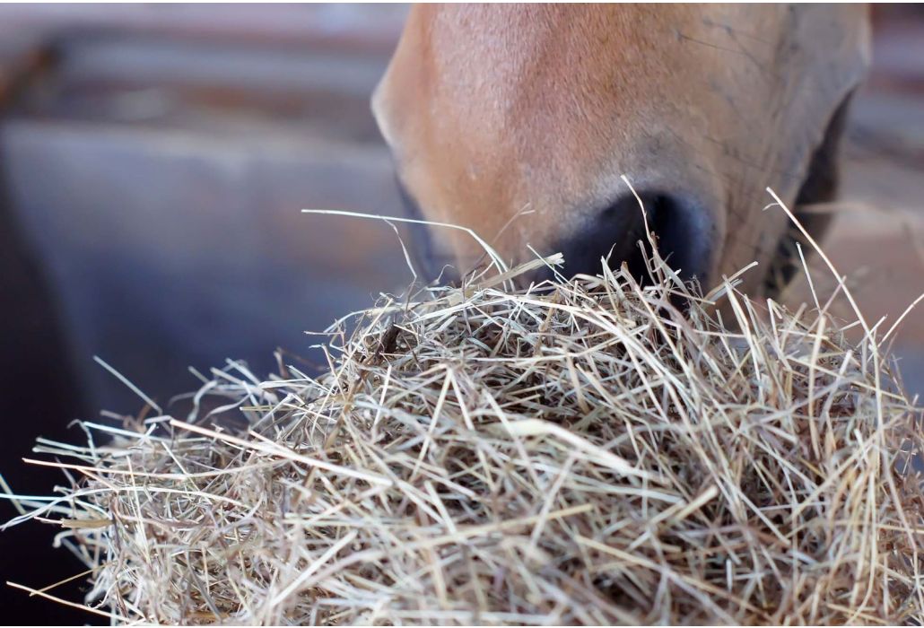 Hoeveel ruwvoer mag een paard en waarom is ruwvoer zo belangrijk?