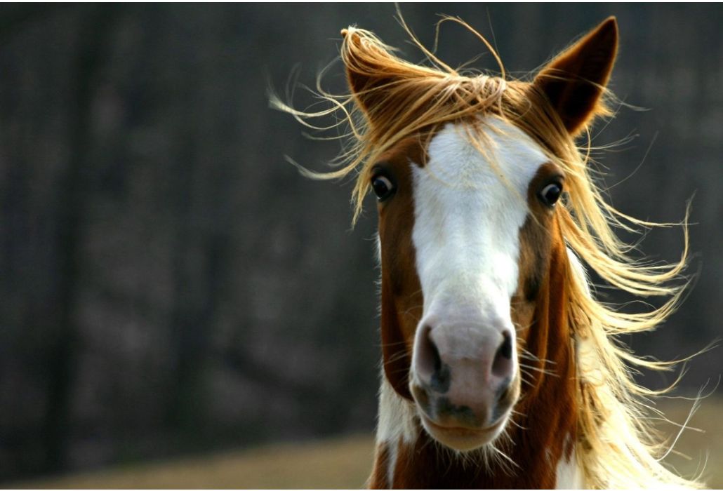 Is jouw paard gevoelig voor stress? Help hem met de juiste voeding!
