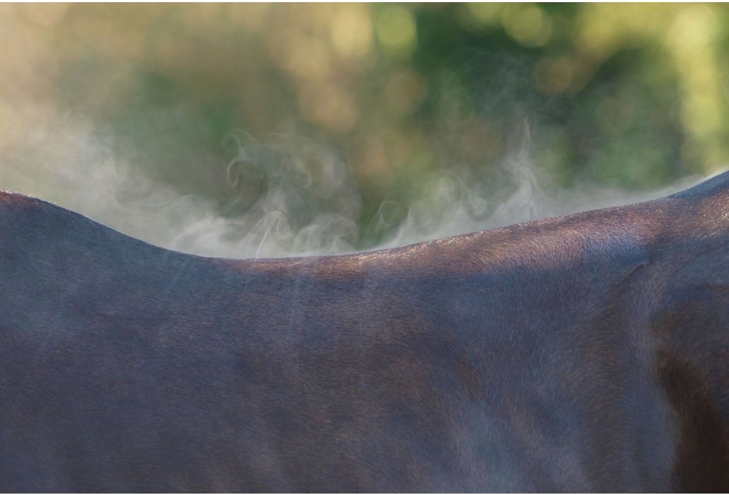 Wanneer heeft een paard een zouttekort?