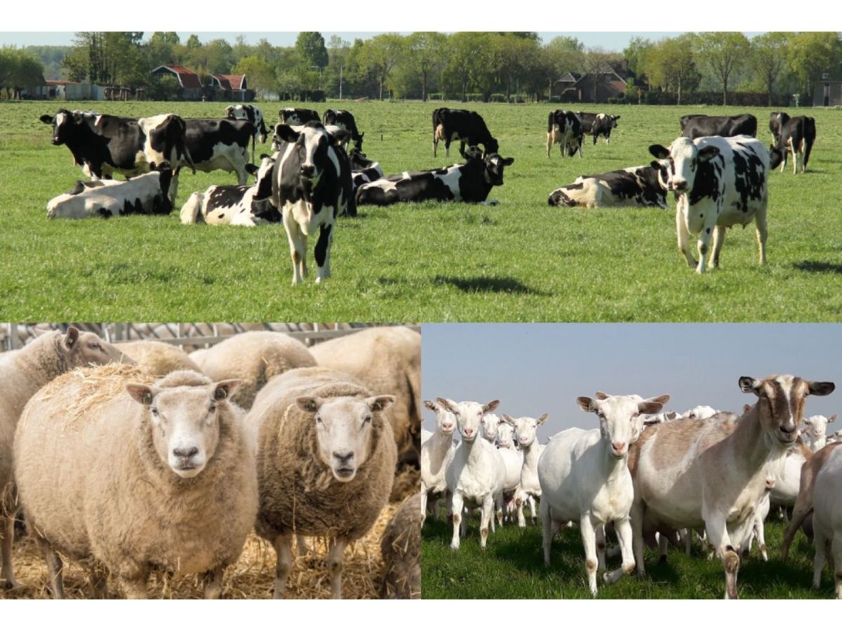 Blauwtongvirus: Een bedreiging voor herkauwers