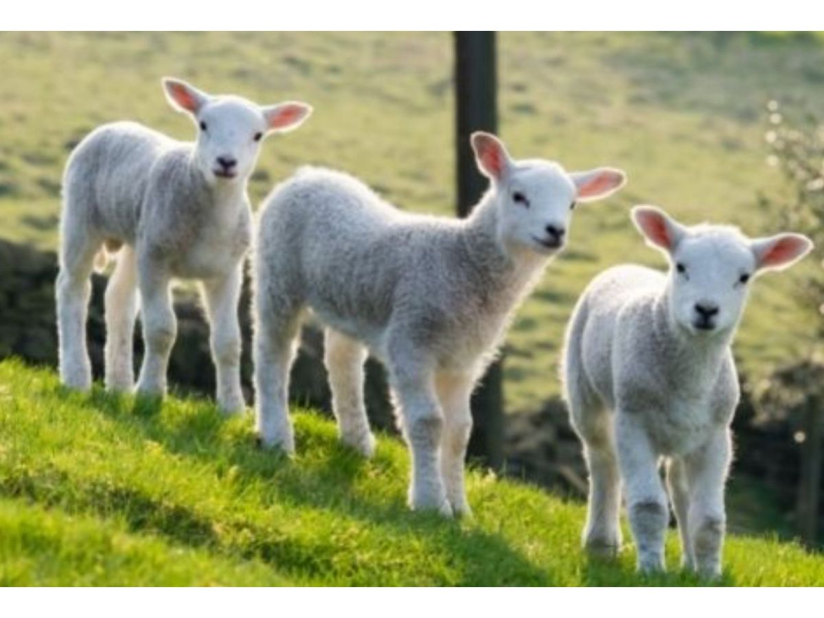 Uitgebalanceerde voeding voor schapen en lammeren