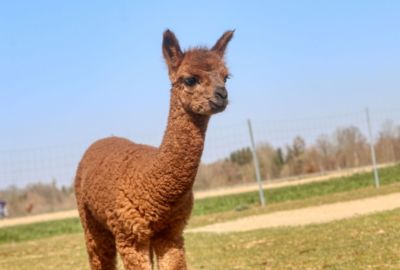 Waarom adviseert Masters om 500 gram Alpacabrok te voeren?