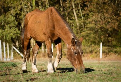 PPID bij paarden