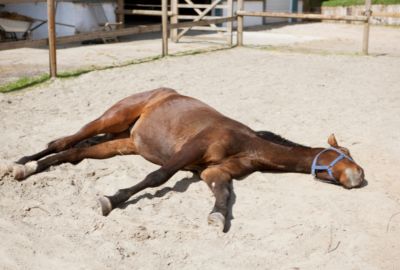 Koliek bij paarden: begrijpen, herkennen en handelen 