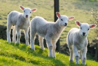 Uitgebalanceerde voeding voor schapen en lammeren