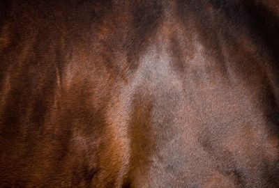 Is lijnzaadolie een goede aanvulling op het rantsoen van je paard? 