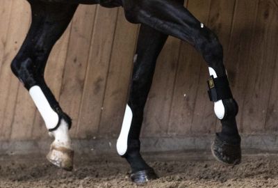 Heeft paardenvoer invloed op OCD?