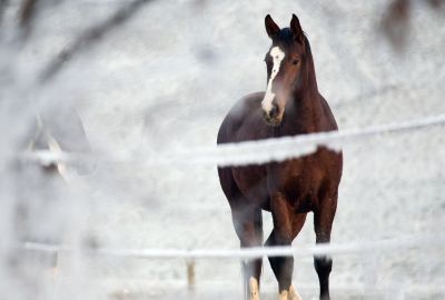 Houd je paard gezond in de winter