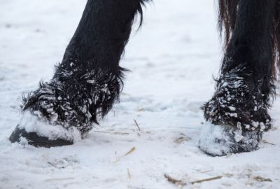 Bescherm je paard tegen winterbevangenheid