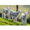 Uitgebalanceerde voeding voor schapen en lammeren