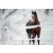 Houd je paard gezond in de winter