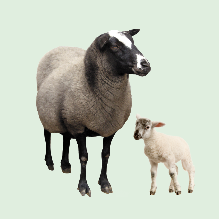 Schapen