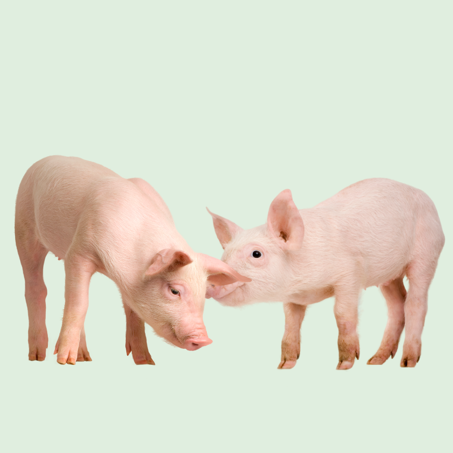 Varkens