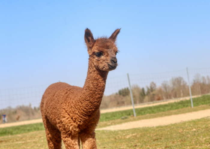 Waarom adviseert Masters om 500 gram Alpacabrok te voeren?