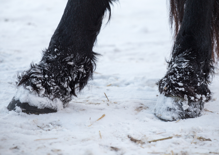 Bescherm je paard tegen winterbevangenheid