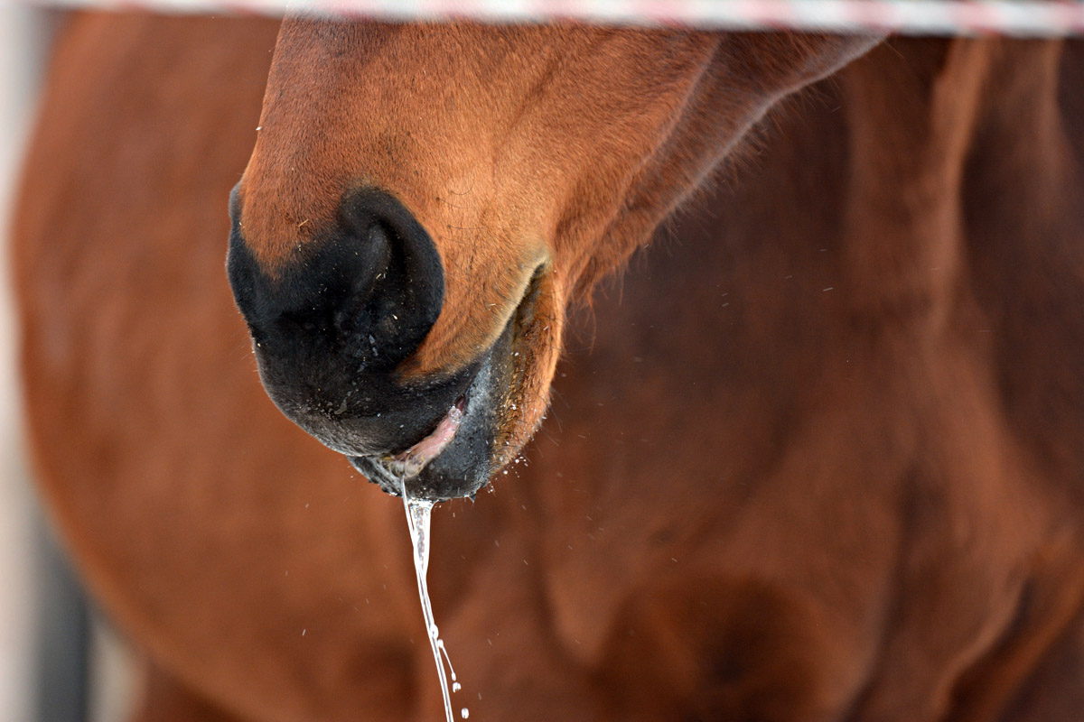 Wanneer heeft een paard elektrolyten nodig?