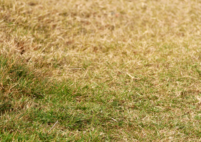 Gestrest gras en de relatie met hoefbevangenheid bij paarden