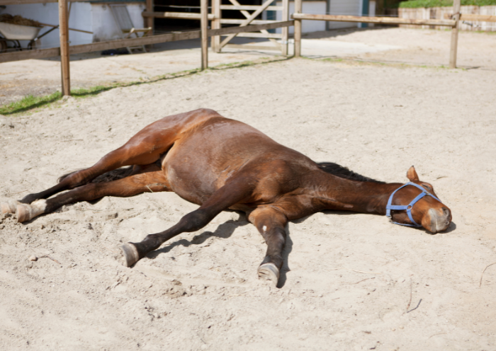 Koliek bij paarden: begrijpen, herkennen en handelen 