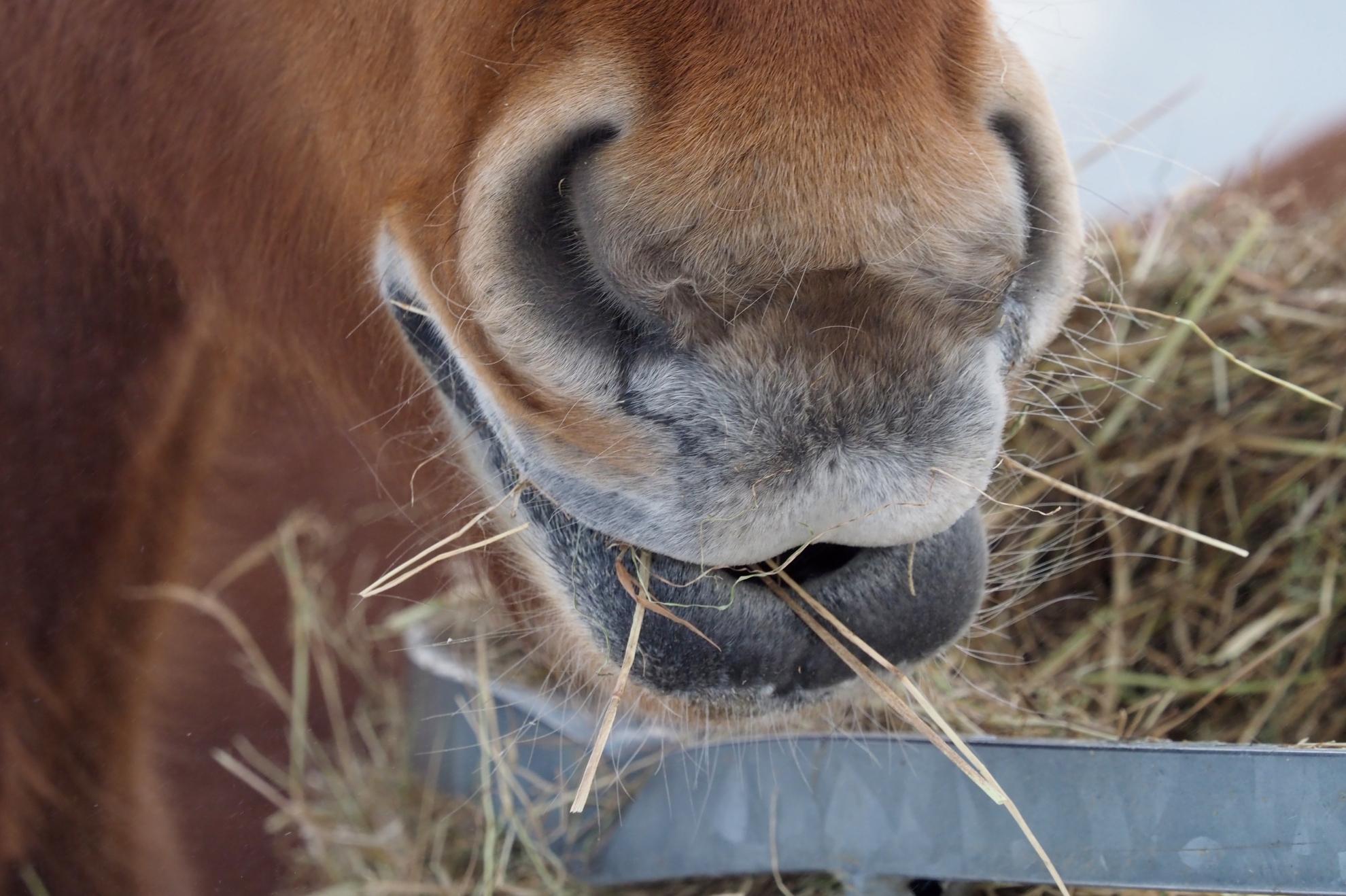 Wat is luzerne en wanneer geef ik het mijn paard?