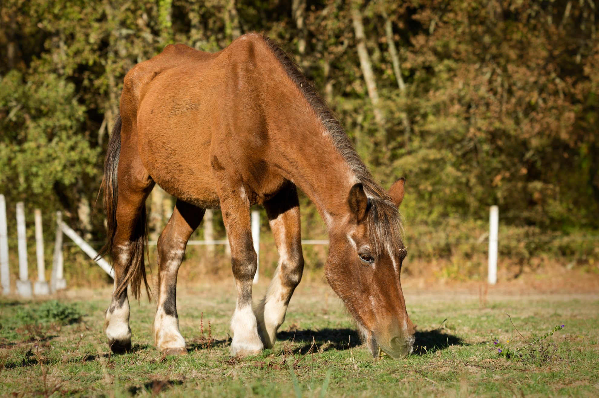Heeft jouw paard Cushing? De juiste voeding helpt!