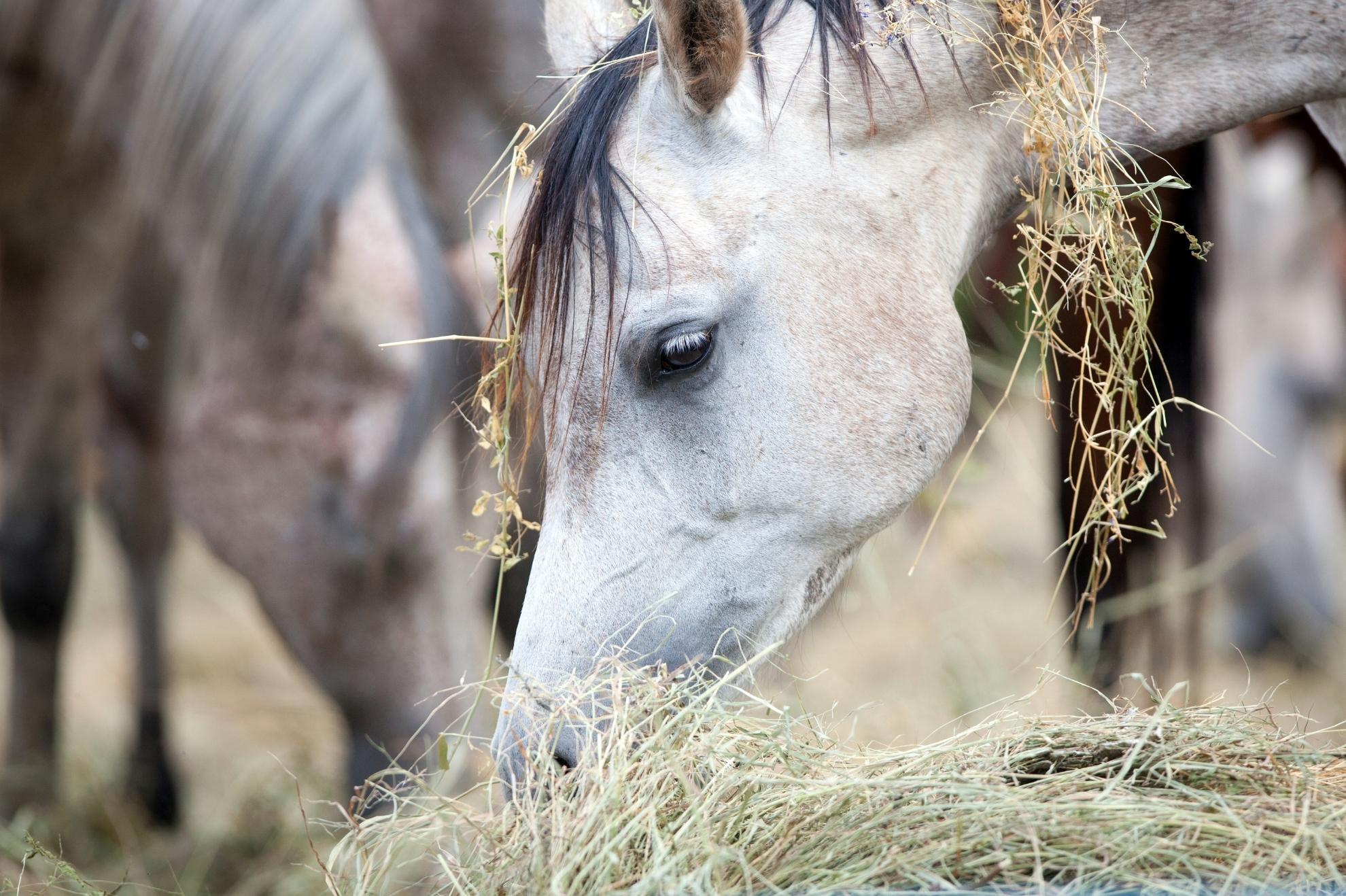Overeenkomstig met Kan worden genegeerd formeel Ruwvoeranalyse: voor een optimale gezondheid van je paard - blog