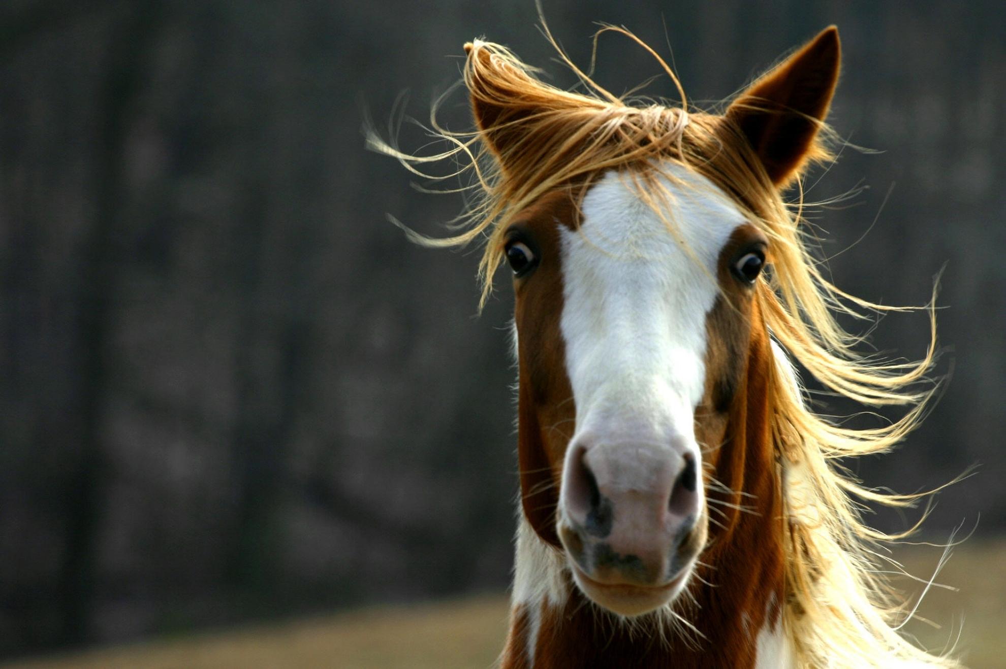 Is jouw paard gevoelig voor stress? Help hem met de juiste voeding!