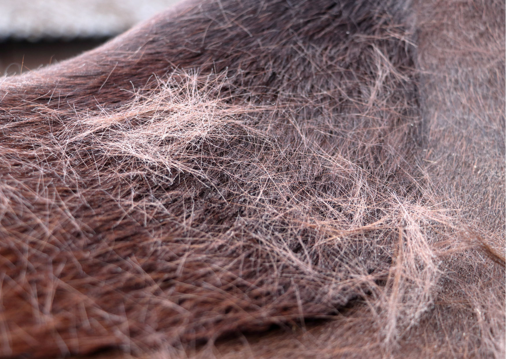 Tips om je paard te helpen bij het verharen!