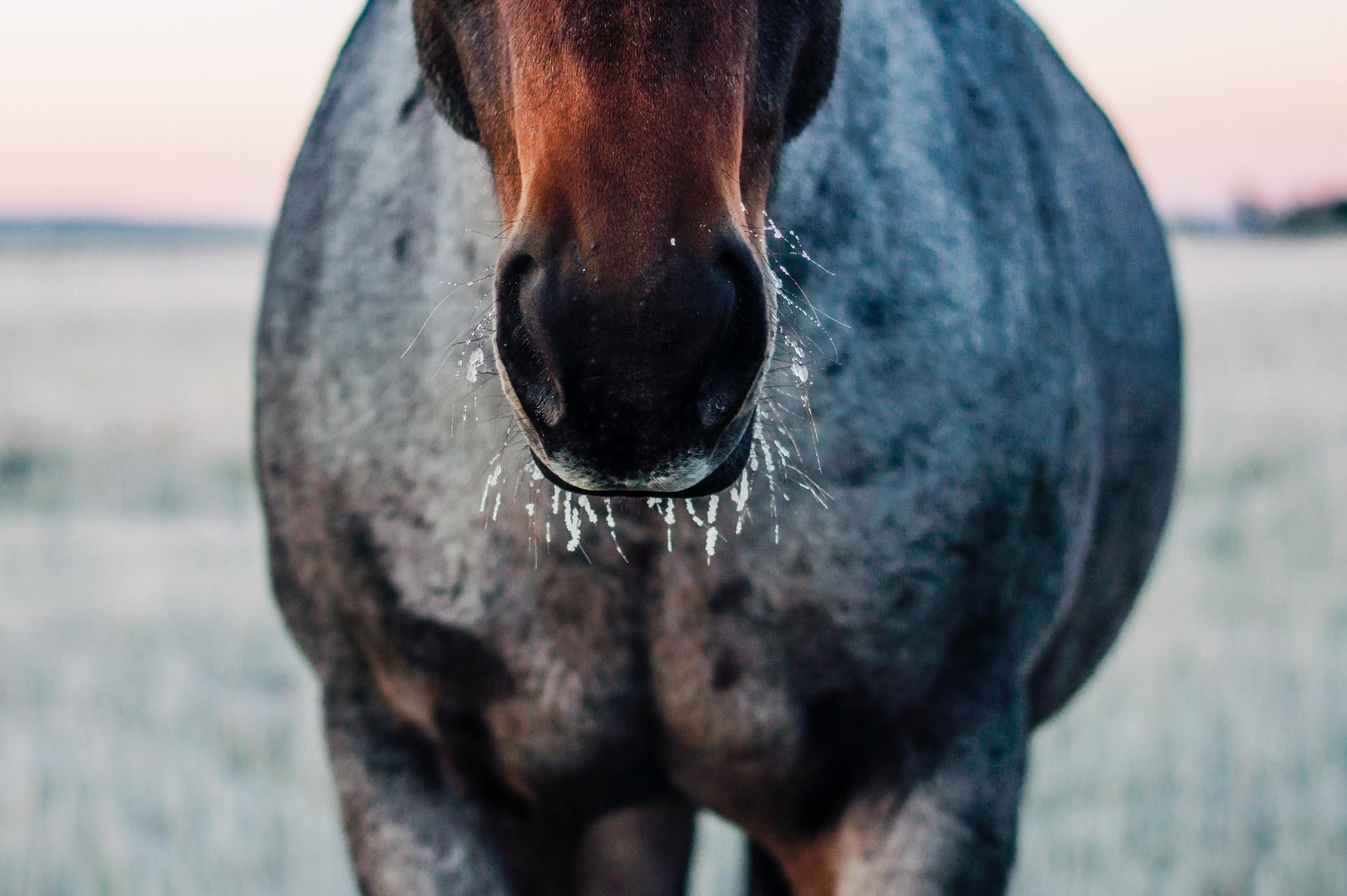 5 tips voor het voeren van je paard in de winter 