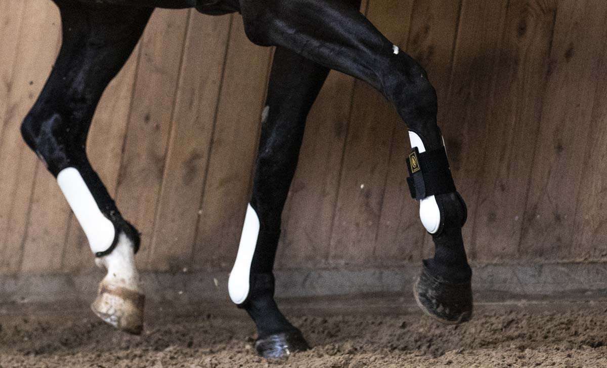 Heeft paardenvoer invloed op OCD?