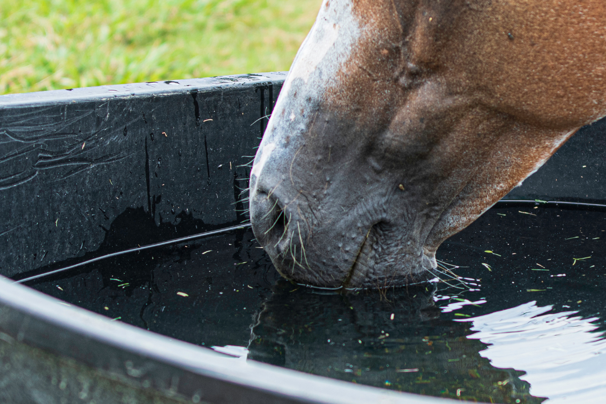 Hoe bescherm ik mijn paard tegen de hitte?