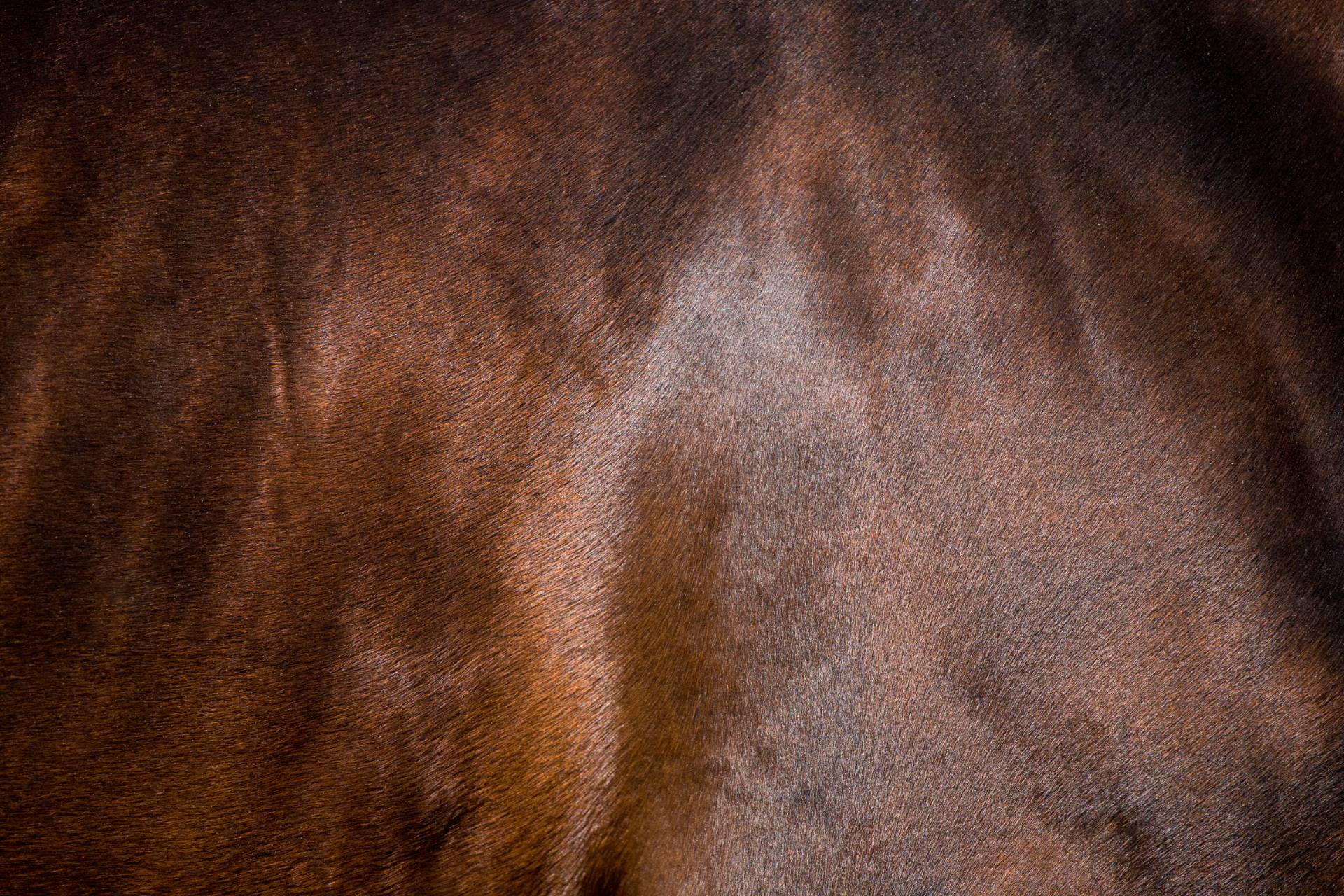 Is lijnzaadolie een goede aanvulling op het rantsoen van je paard? 
