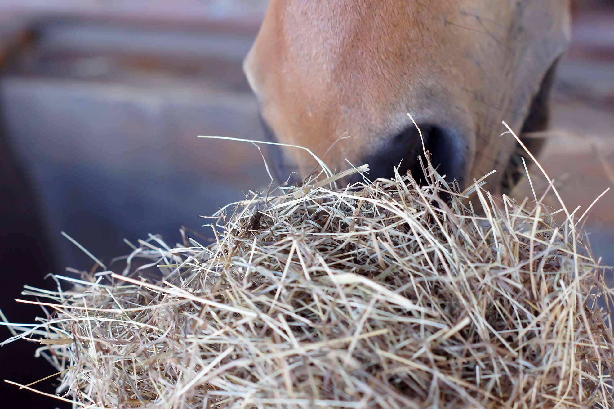 Hoeveel ruwvoer mag een paard en waarom is ruwvoer zo belangrijk?