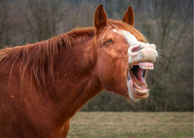 Hoe herken je een maagzweer bij je paard en wat doe je eraan?