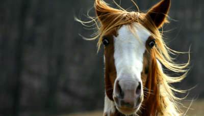 Is jouw paard gevoelig voor stress? Help hem met de juiste voeding!