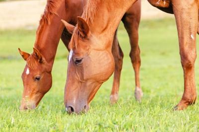 Je paard van stal naar wei: bouw het buitenseizoen rustig op
