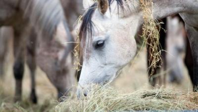 Ruwvoeranalyse: voor een optimale gezondheid van je paard