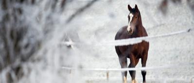 Houd je paard gezond in de winter
