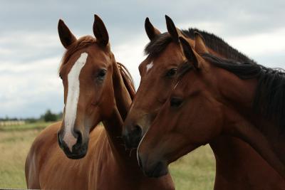 Hoe zorg ik ervoor dat ik mijn paard gezond voer geef?