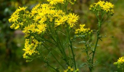 Wat je moet weten over giftige planten en bloemen voor paarden 