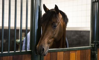 Mijn paard is gevoelig voor suikers. Wat nu?