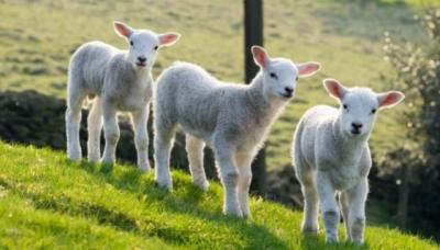 Uitgebalanceerde voeding voor schapen  en lammeren