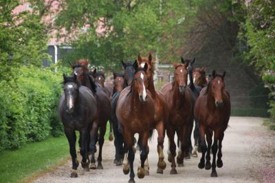 Wat doet vitamine E voor een paard?