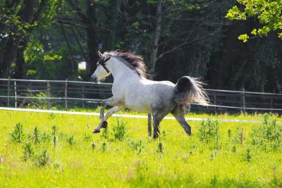 Wanneer heeft een paard een zouttekort?