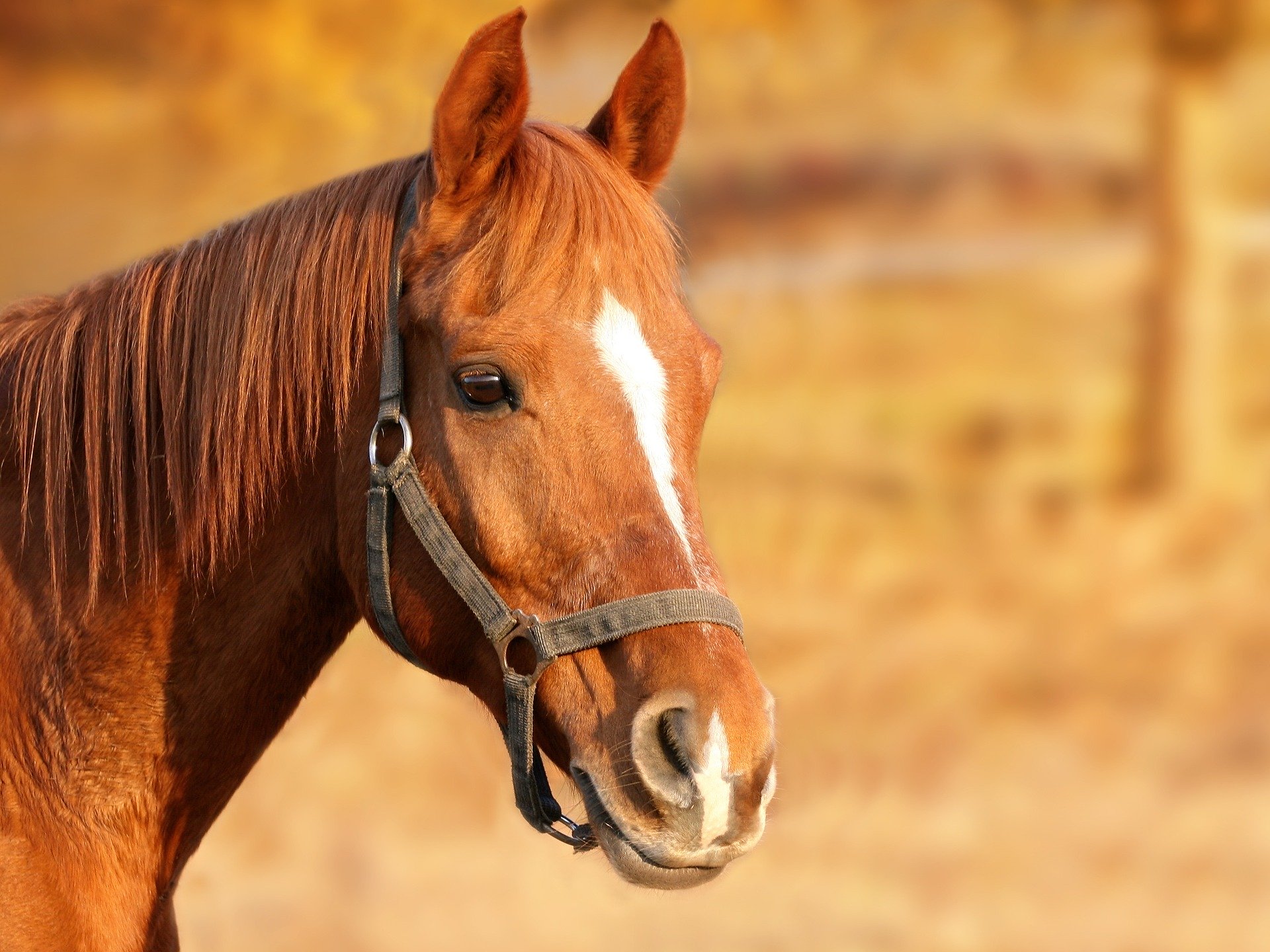 Hoe verminder ik op gezonde wijze het gewicht van mijn paard?