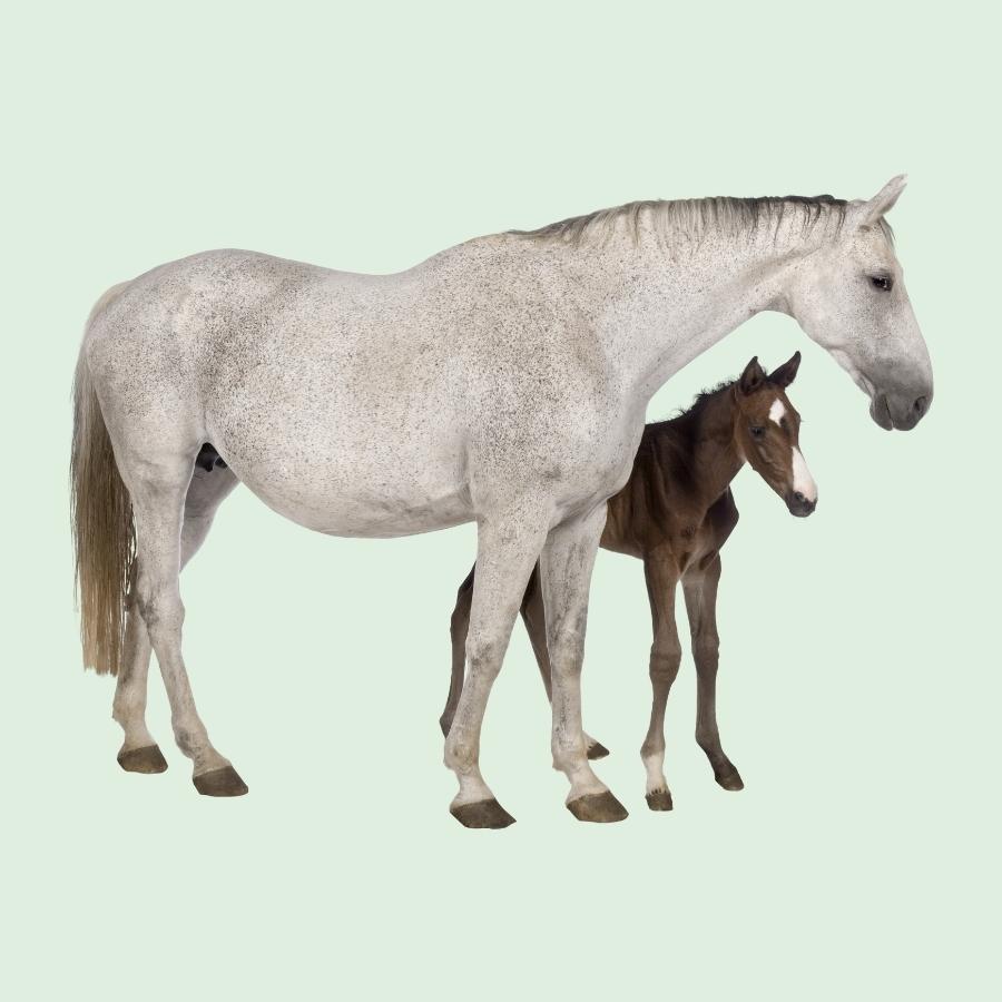 Paarden